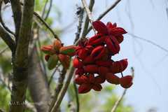Sterculia villosa